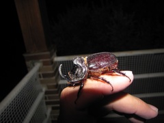 Oryctes nasicornis grypus