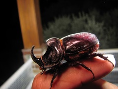 Oryctes nasicornis grypus
