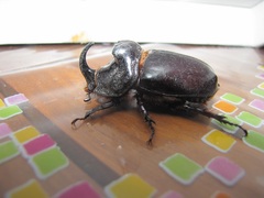 Oryctes nasicornis grypus