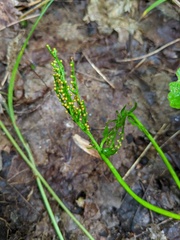 Botrychium angustisegmentum