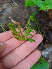 Botrychium angustisegmentum