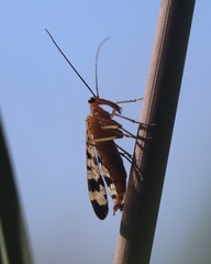 Panorpa speciosa