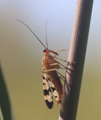Panorpa speciosa