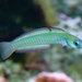 Zebra Dartgoby - Photo (c) Brian Gratwicke, some rights reserved (CC BY)