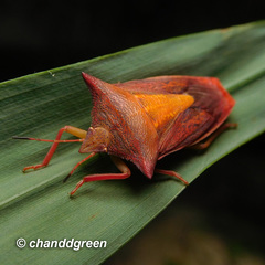 Gonopsis coccinea