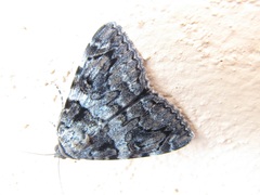 Catocala coniuncta