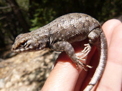 Sceloporus graciosus vandenburgianus
