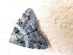 Catocala coniuncta
