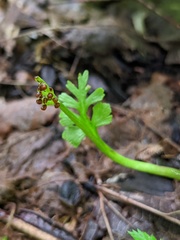 Botrychium minganense