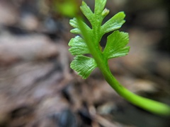 Botrychium minganense