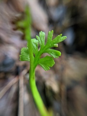 Botrychium minganense