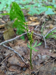 Botrychium angustisegmentum