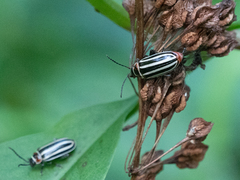 Disonycha uniguttata