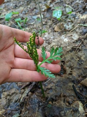 Botrychium angustisegmentum