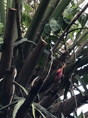 Syngonium angustatum