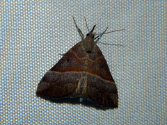 Hypena eductalis