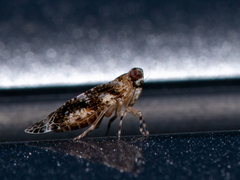 Catonia cinctifrons
