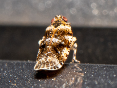 Catonia cinctifrons