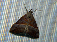 Hypena eductalis