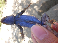 Sceloporus graciosus vandenburgianus