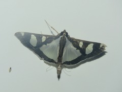 Glyphodes quadrimaculalis