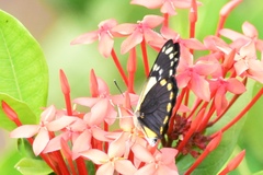 Belenois java peristhene