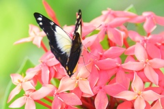 Belenois java peristhene