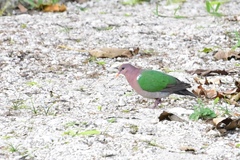 Chalcophaps longirostris