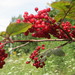 Red-berried Elder - Photo (c) Andreas Rockstein, some rights reserved (CC BY-SA)