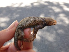 Sceloporus graciosus vandenburgianus