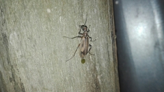 Epicauta falcolarandina