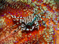 Zebrida adamsii