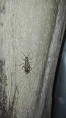 Epicauta falcolarandina