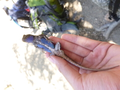 Sceloporus graciosus vandenburgianus