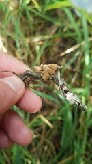 Hypocreopsis lichenoides