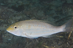 Lethrinus genivittatus