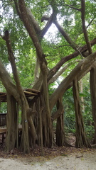 Ficus citrifolia