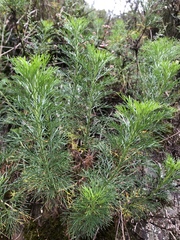 Artemisia morrisonensis