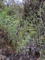 Artemisia morrisonensis