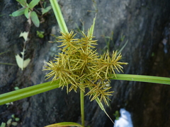 Cyperus odoratus odoratus
