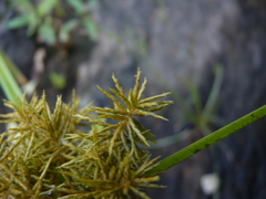 Cyperus odoratus odoratus