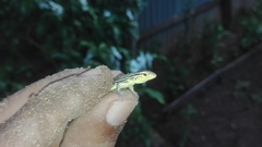 Cnemidophorus gaigei