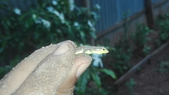 Cnemidophorus gaigei