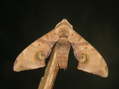 Daphnusa ocellaris