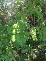 Celastrus orbiculatus