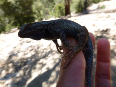 Sceloporus graciosus vandenburgianus