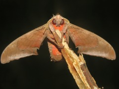 Daphnusa ocellaris