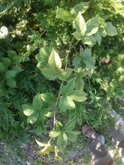 Rubus allegheniensis