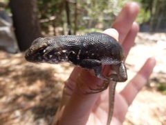 Sceloporus graciosus vandenburgianus