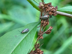 Disonycha uniguttata